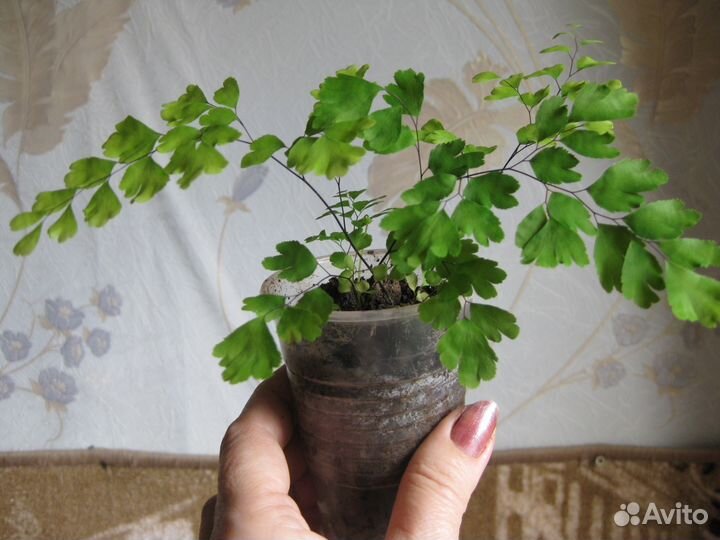 Адиантум, или Венерин волос