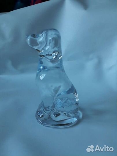 Охотничья собака стеклянная спаниель