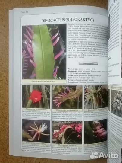 Ван дер Неер Ян. Все о кактусах. 2004