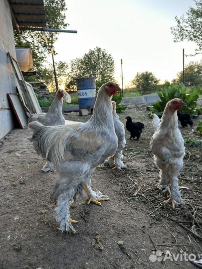 Петухи Брама Изабель