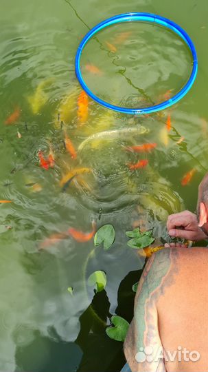 Продам карп кои, золотые рыбки, кометы и др