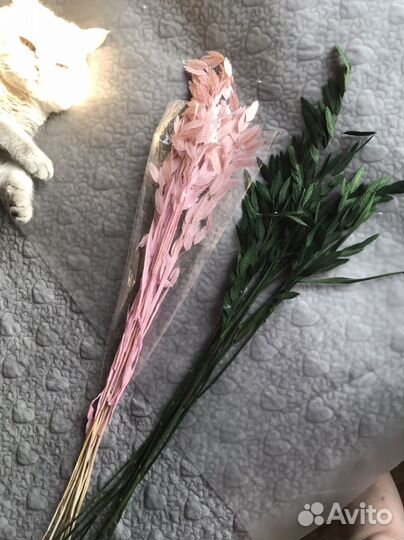 Хасмантиум