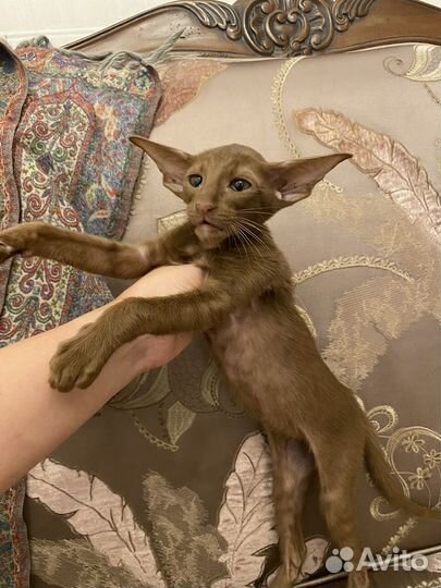 Ориентальня кошечка цинамон