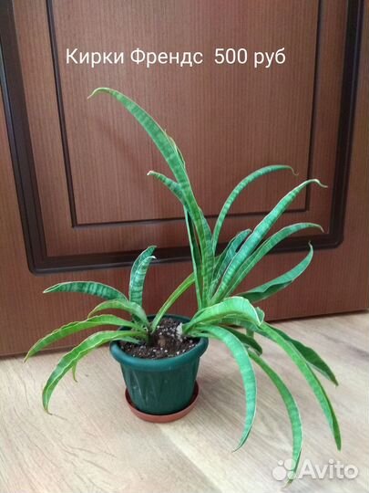 Сансевьеры сортовые