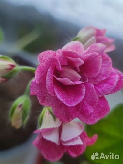 Пеларгонии сортовые