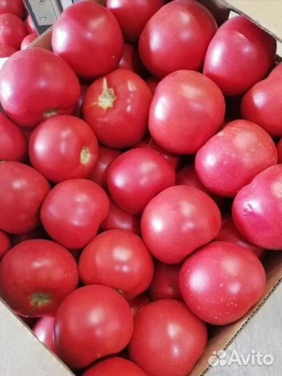 Семена Сортовых Томатов Розовый Идеал(Болгария) 10