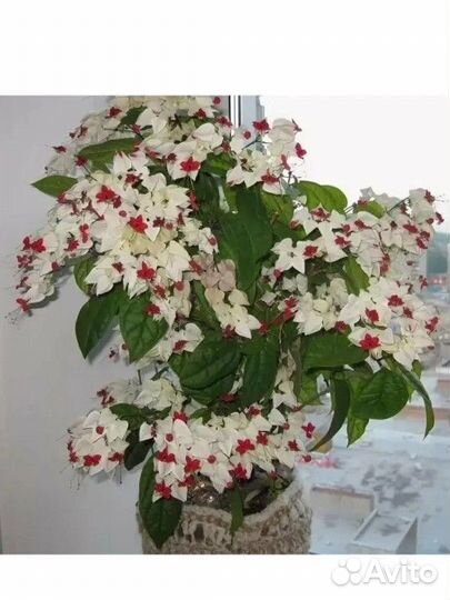 Фуксия, Клеродентрум комнатные цветы