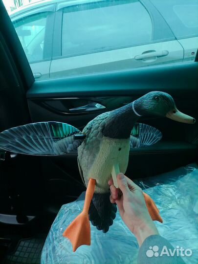 Махокрыл утки электрический, селезни