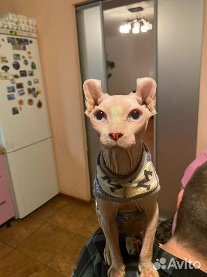 Канадский сфинкс эльф вязка