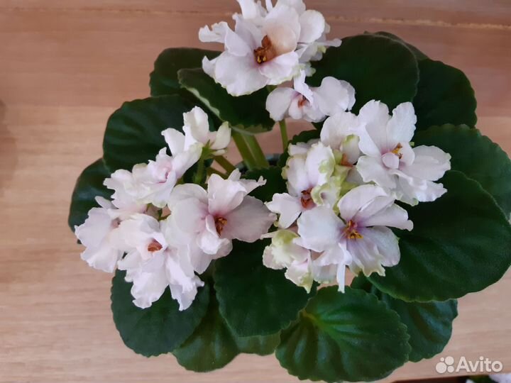 Фиалки сортовые