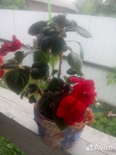 Цветы комнатные
