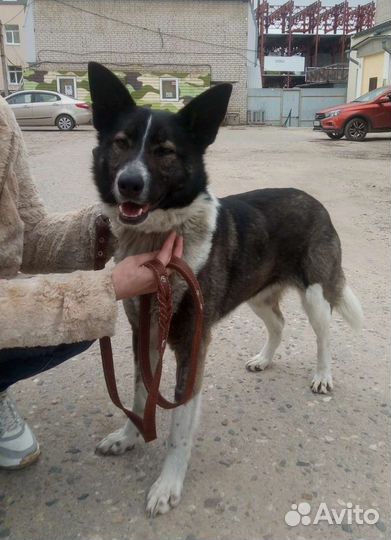 Аделька, стерилизована
