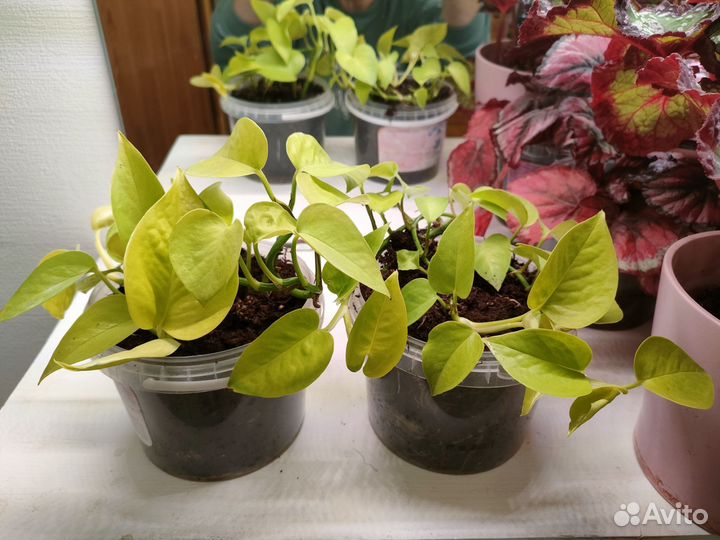 Эпипремнум неон