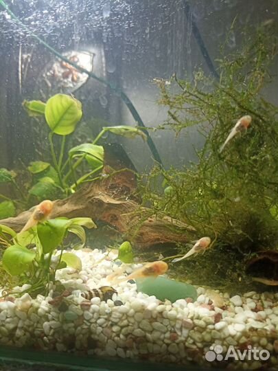 Анциструсы