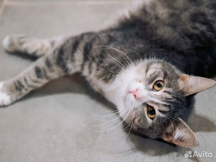 Котик Василий из приюта бесплатно