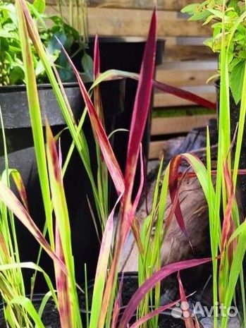 Императа Red Baron