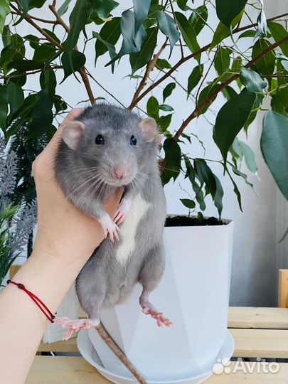 Крыса Дамбо