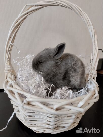 Декоративные кролики