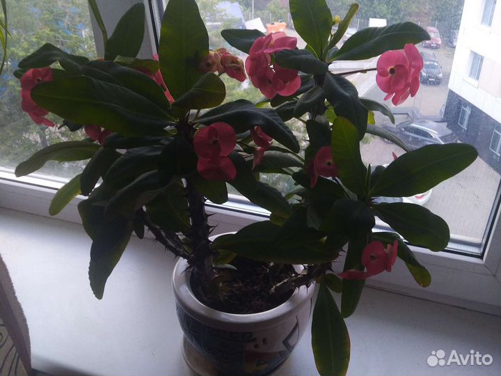 Молочай миля крупноцветковый