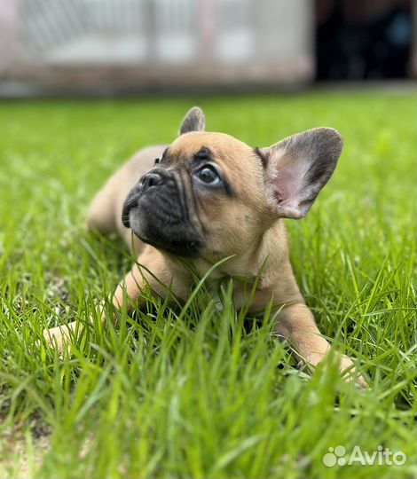 Французские бульдоги