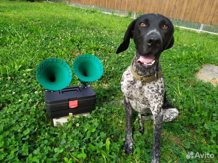 Манок на перепела гуся утку