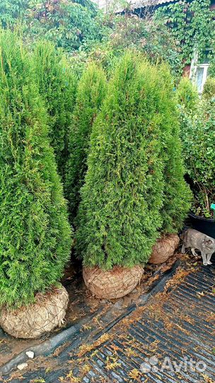 Туя смарагд 160-170см