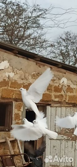 Голуби бесплатно