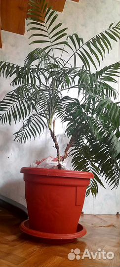 Пальма хамедорея