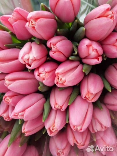 Луковицы тюльпанов