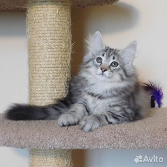 Котята норвежская лесная