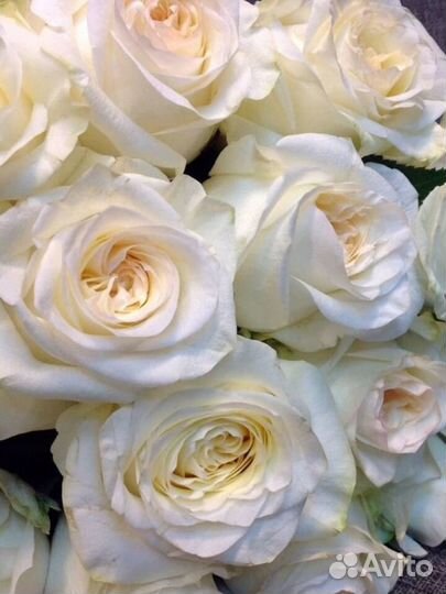 Цветы Букеты Розы 25 51 101 Эквадор