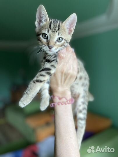 Бенгальская кошка