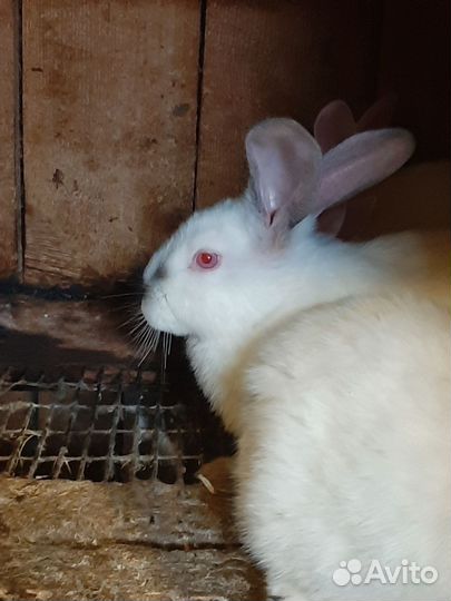 Калифорнийские кролики