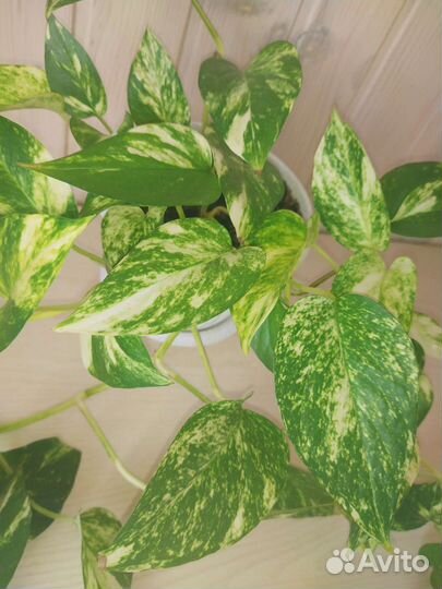 Сциндапсус Ауреум (Scindapsus Aureus)