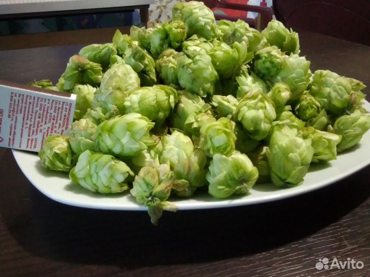 Хмель, шишки хмеля, урожай сентябрь 2023