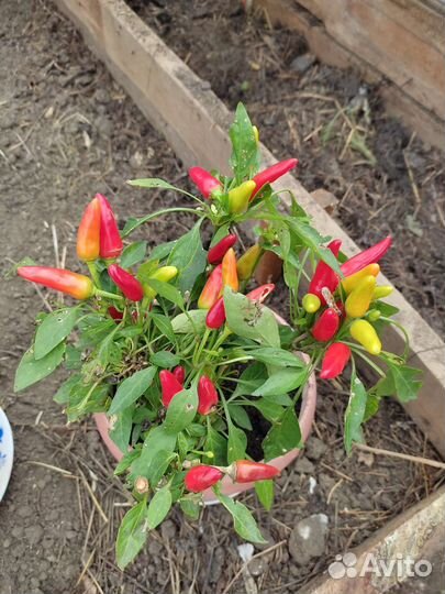 Декоративный Горький перец