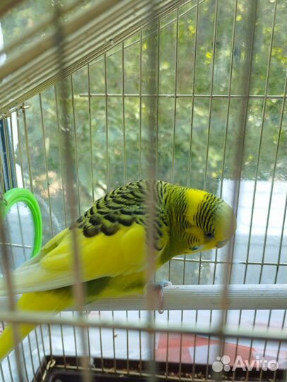 Отдам в добрые руки попугая