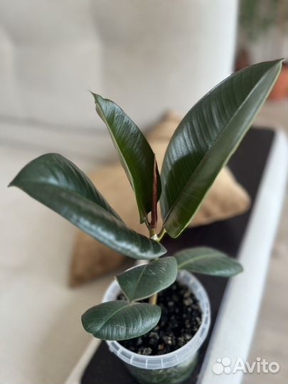 Фикус Эластика робуста