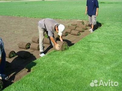 Укладка газона