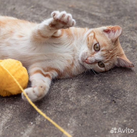 Кошечка в добрые руки