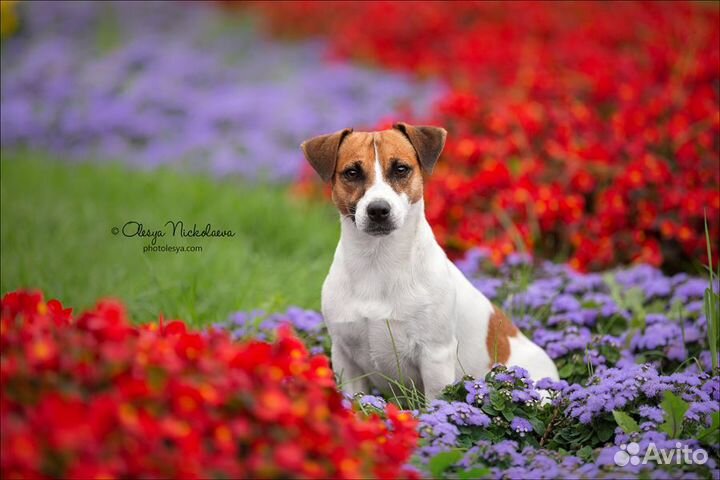 Джек рассел терьер. Вязка.Щенки