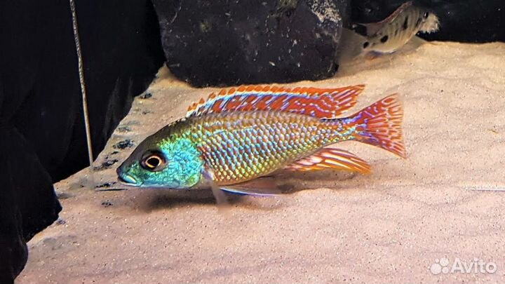 Аквариумные рыбки