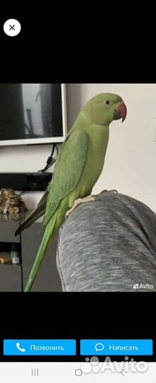 Ожереловый попугай самец