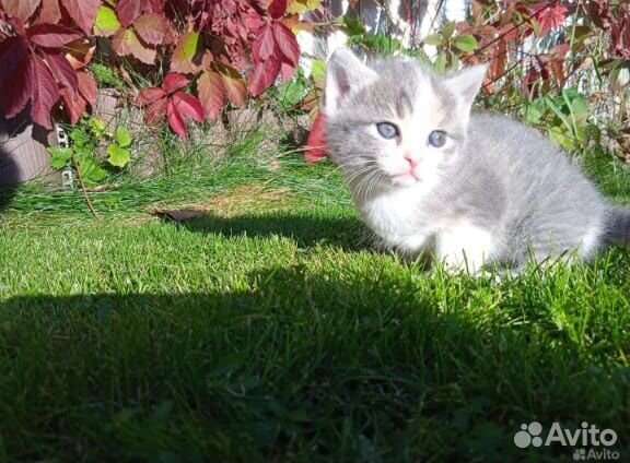 Котик манчкин