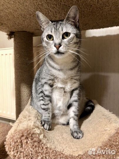 Салазар, кот