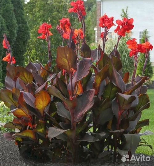 Продам цветы Канны