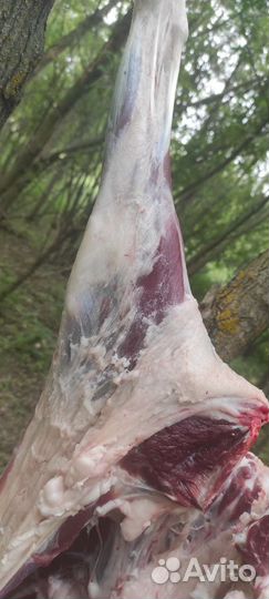 Мясо козлятина