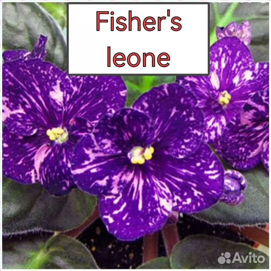 Детки сортовых фиалок