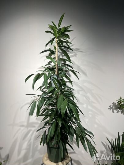 Фикус Амстел кинг 161 см