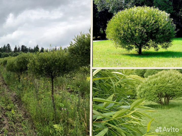 Ива булатта